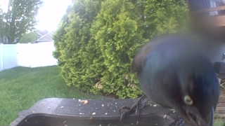 common grackle