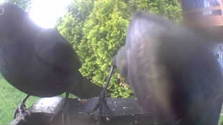 common grackle