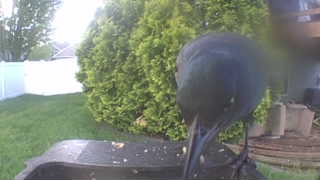 american crow