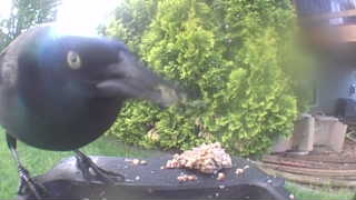 common grackle