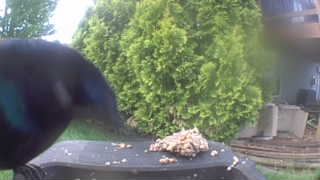 common grackle