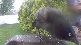 common grackle