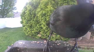 common grackle