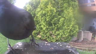 common grackle