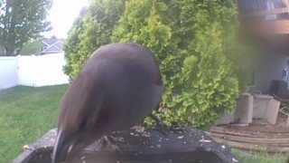 european starling