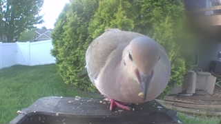mourning dove