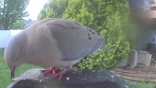 mourning dove