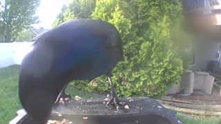 common grackle