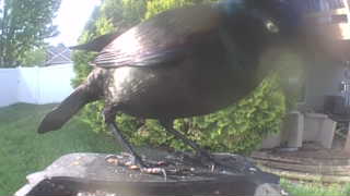 common grackle