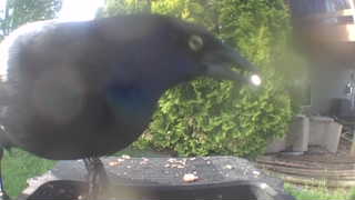 common grackle