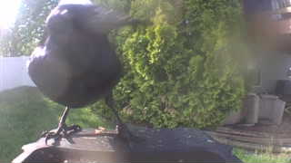 american crow