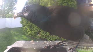 black vulture