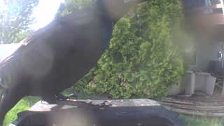 american crow