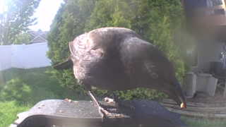 common grackle
