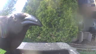 american crow