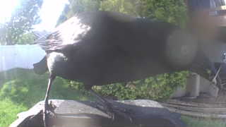 american crow
