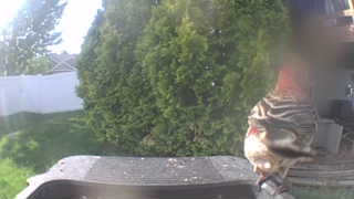 house finch