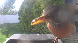 american robin