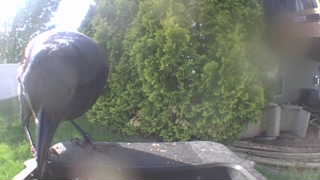Unidentified clip