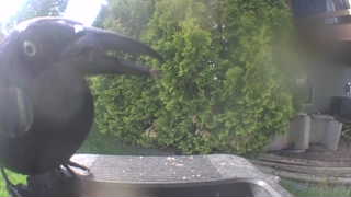 american crow