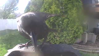 common grackle