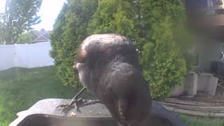 american robin