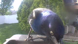 common grackle