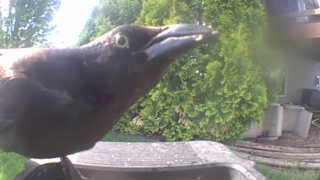 common grackle