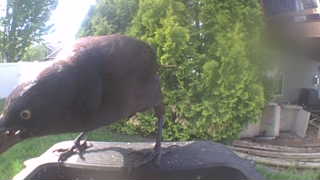 common grackle