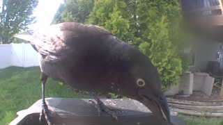 common grackle