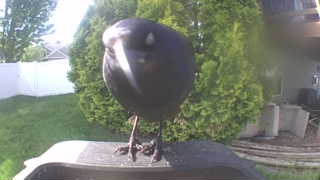 american crow