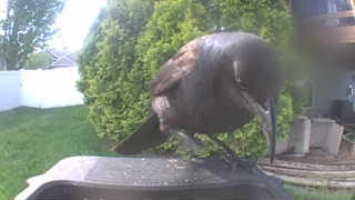 common grackle