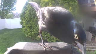 common grackle