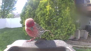 house finch