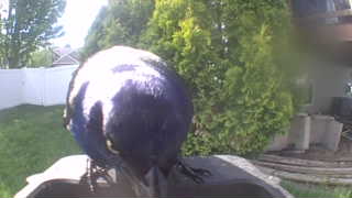 common grackle