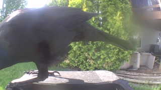 american crow