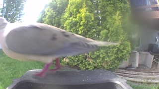 mourning dove