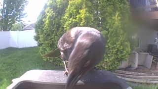 Unidentified clip