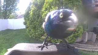 common grackle