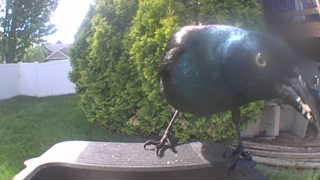 common grackle