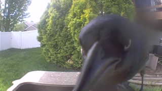 american crow