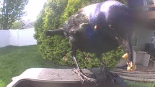 common grackle