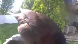 domestic chicken
