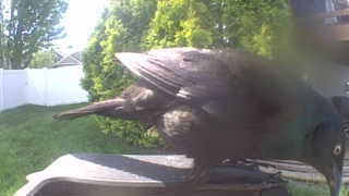 common grackle