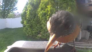 american robin