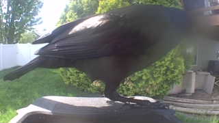 american crow