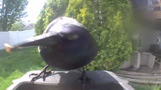 common grackle