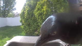 american crow
