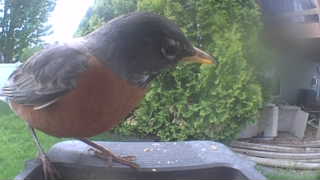 american robin