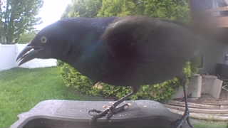 common grackle